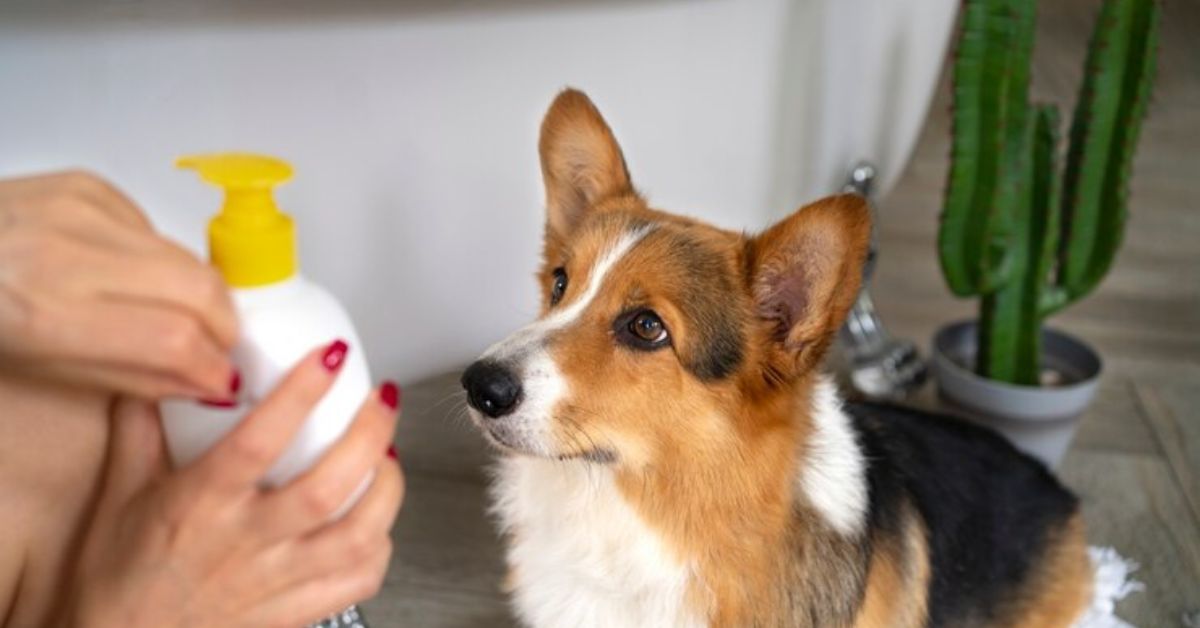 best flea shampoo for dogs