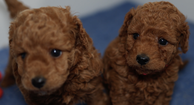 Finding a Reputable and Responsible Goldendoodle Breeder in Illinois