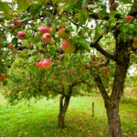 The Best Fruit Trees for Small Urban Gardens