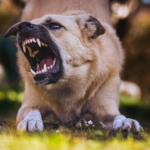 The Role of a Dog Attack Accident Lawyer in Your Recovery Journey
