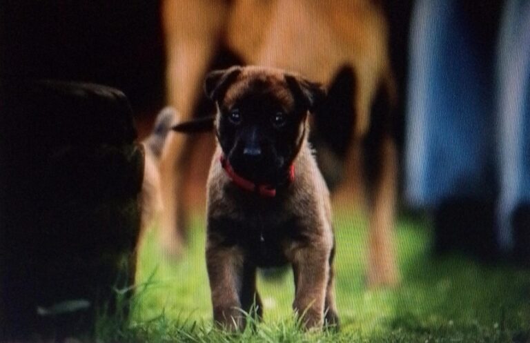 Finding The Best Dog Training Schools in Rockwall, TX