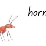 hormita