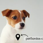 pet5ardas com