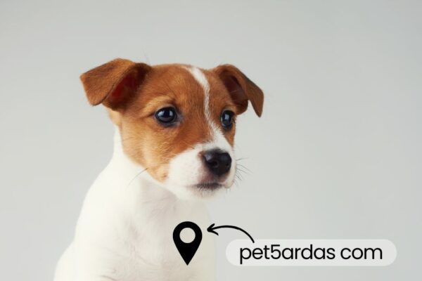 Pet5ardas com: Exploring the World of Innovative Pet Care pet5ardas com