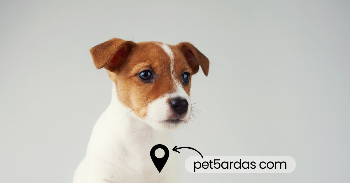pet5ardas com