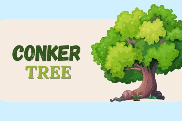 conker tree
