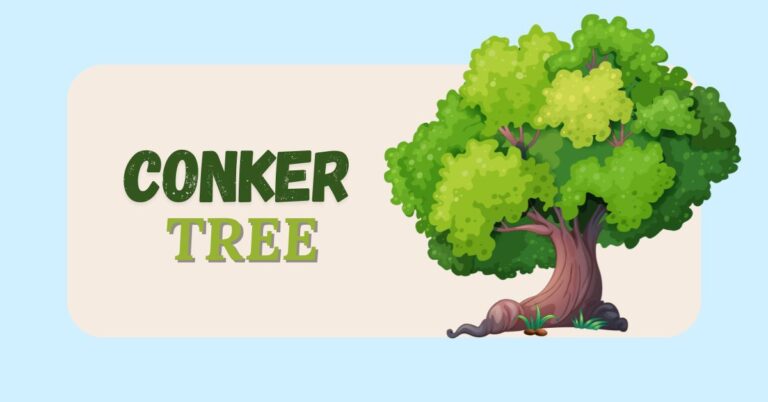 conker tree