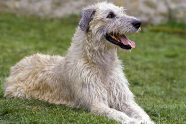 irish wolfhound