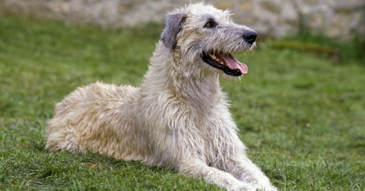 irish wolfhound