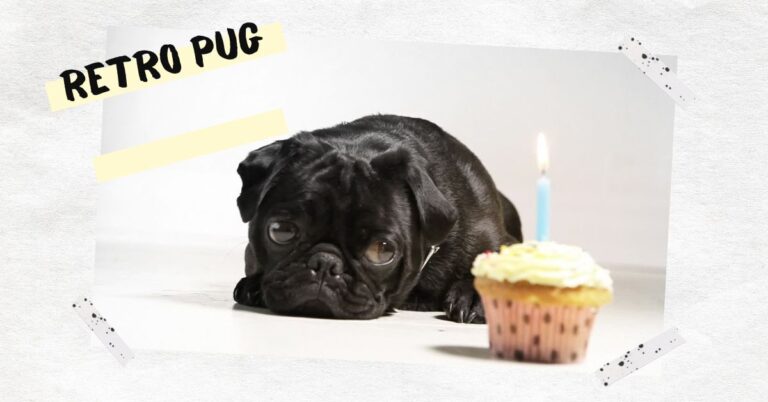 Retro Pug: Nostalgia and Charm in a Timeless Breed
